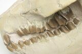 Fossil Oreodont (Merycoidodon) Skull - South Dakota #207470-1